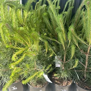 (4) Austrian Pine