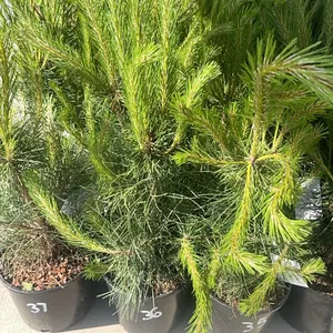 (4) Austrian Pine