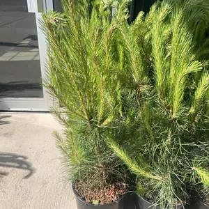 (4) Austrian Pine