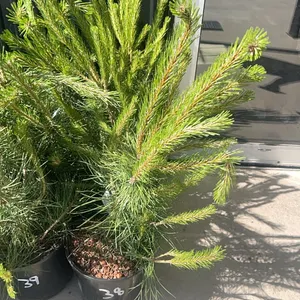 (3) Austrian Pine