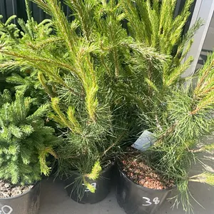 (3) Austrian Pine