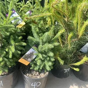 (4) Black Hill Spruce