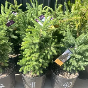 (4) Black Hill Spruce