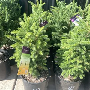 (4) Black Hill Spruce