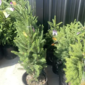 (3) Montrose Charm White Spruce