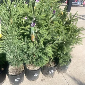(6) Montrose Charm White Spruce