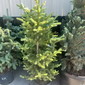 Huge Semi Load Potted Tree Auction