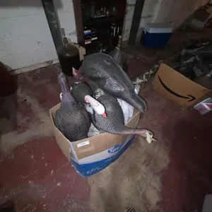 Lot Turkey Decoys