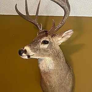 Buck Mount