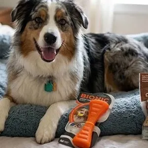 Dog Toys and Treats Bundle