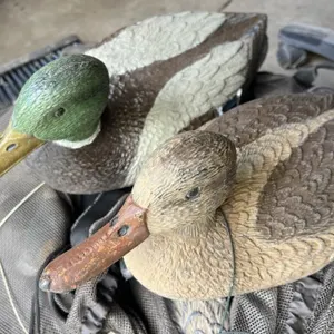 16 Floating Mallard Decoys