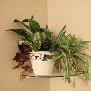 Spider Plants plus