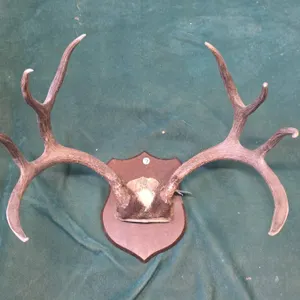 Mounted Deer Antlers on Plaque