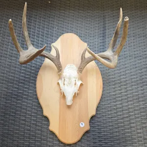 Mounted Deer Skull with Antlers