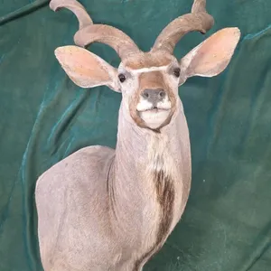 Kudu Shoulder Mount by M. O'Connor