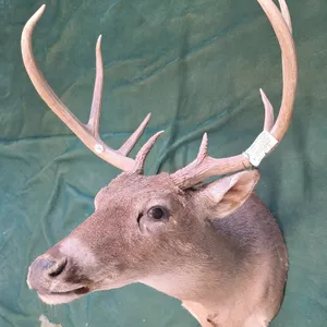 Mounted Whitetail Deer Head Taxidermy