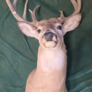 Taxidermy White-Tailed Deer Mount