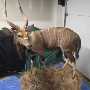 Full-Body Nyala Taxidermy Mount