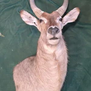 African antelope shoulder mount taxidermy