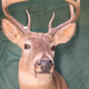 Whitetail Deer Shoulder Mount Taxidermy
