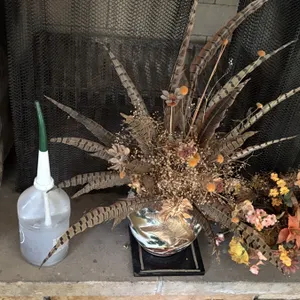 Pieces in front of fireplace, Log holder, fireplace irons, crock, and plants