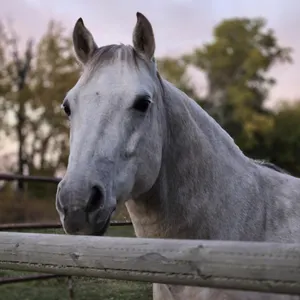 NITRO, 17 Y.O. GREY QUARTER HORSE GELDING-SOLD OFFSITE NEAR MUNDARE,AB
