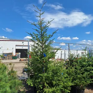 Balsam Fir