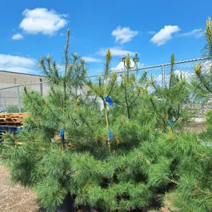 White Pine