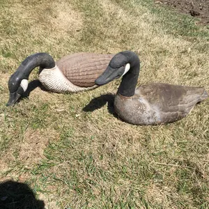 2 geese