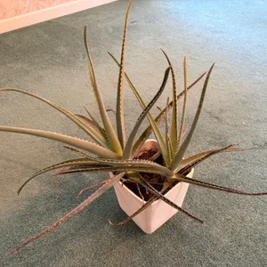 Aloe Vera Plant