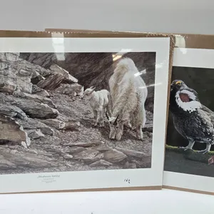 2 unframed Duck Unlimited limited edition prints including Front Row Seats by Glen Olson 174/3000 an