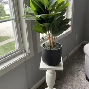 Fern Stand and Fern