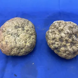 2 Geodes from Colorado