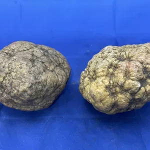 2 Geodes from Colorado