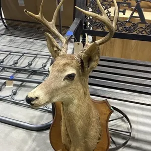 Deer Mount