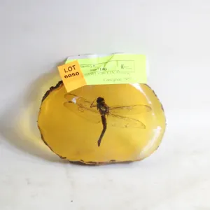 REAL DRAGONFLY SET IN AMBER