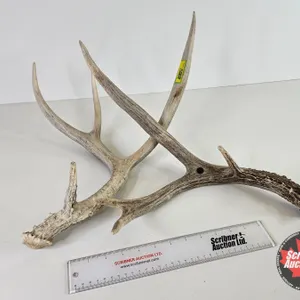 Antler Sheds (2)