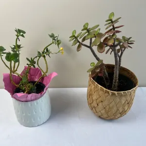 Potted Household Plants