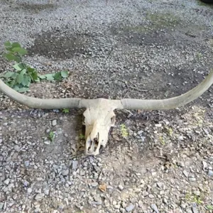 Real Longhorn Skull with Horns 56" Tip to Tip