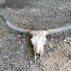 Real Longhorn Skull with Horns 65 1/2" Tip to Tip