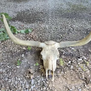 Real Longhorn Skull with Horns 40 3/4" Tip to Tip