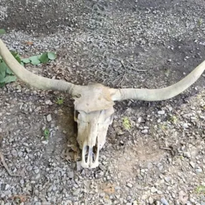 Real Longhorn Skull with Horns 65" Tip to Tip