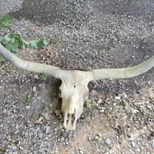 Real Longhorn Skull with Horns 57 1/2" Tip to Tip