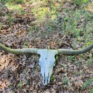 Real Longhorn Skull with Horns 56 3/4" Tip to Tip