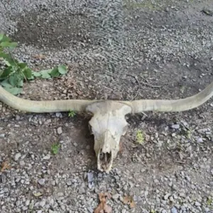 Real Longhorn Skull with Horns 68" Tip to Tip