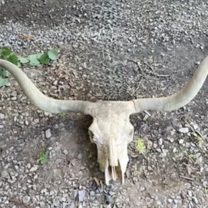 Real Longhorn Skull with Horns 56" Tip to Tip