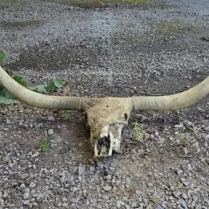 Real Longhorn Skull with Horns 67" Tip to Tip