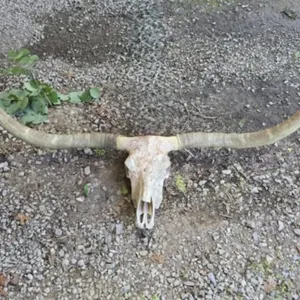 Real Longhorn Skull with Horns 78 1/4" Tip to Tip