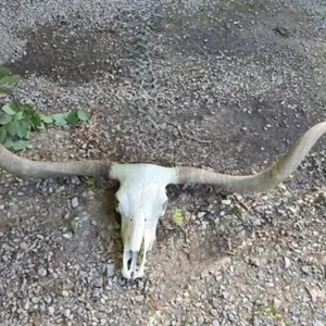 Real Longhorn Skull with Horns 75 1/2" Tip to Tip