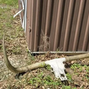 Real Longhorn Skull with Horns 50 3.04" Tip to Tip